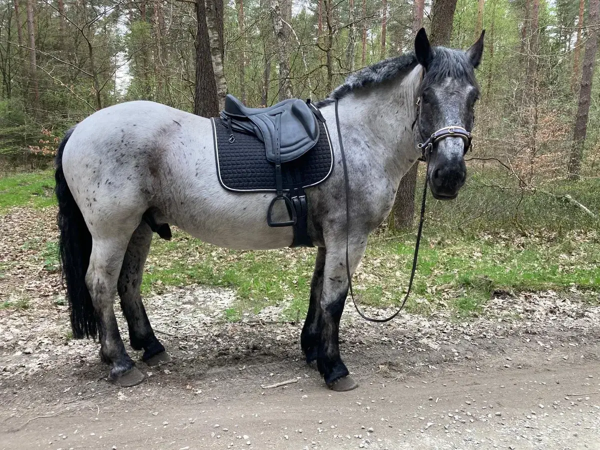Baumloser Freeform-Sattel mit schwarzer Satteldecke auf einem kräftigen, gefleckten Pferd am Waldweg