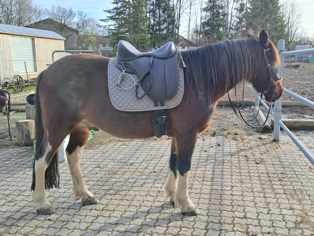 Baumloser Freeform-Sattel mit grauer Satteldecke auf einem Pony am Paddockzaun