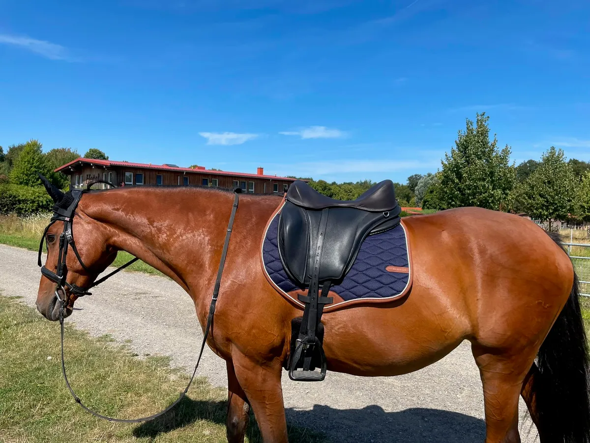 Schwarzer baumloser Freeform-Sattel mit dunkelblauer Satteldecke auf einem Pferd vor dem Reitstall