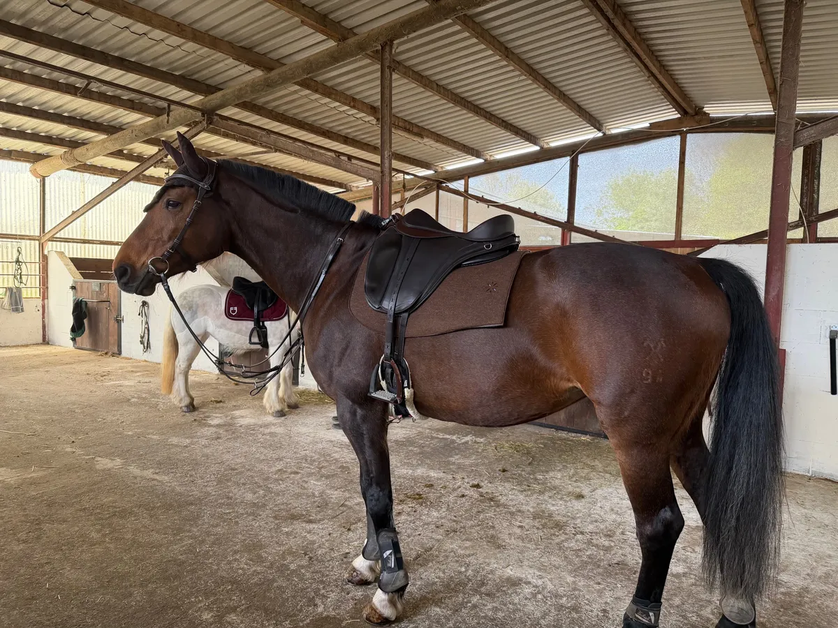 Freeform-Sattel mit brauner Satteldecke auf einem großen Pferd in der offenen Stallhalle
