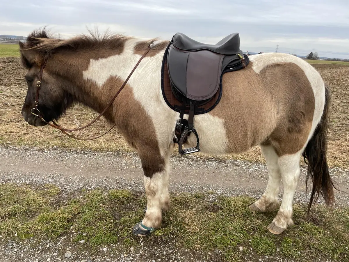 Isländer-Schecke mit FLEX-PROTECT-Sattel und brauner Satteldecke